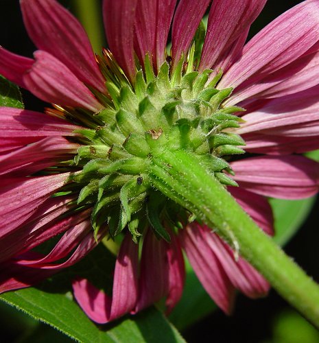 Echinacea Purpurea - Blessings Grow Meadows