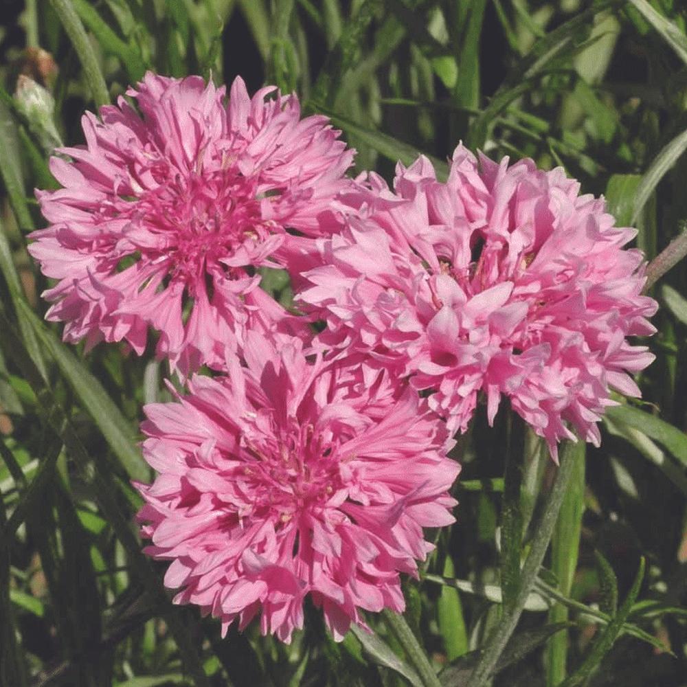 Bachelor's Button Pink - Blessings Grow Meadows