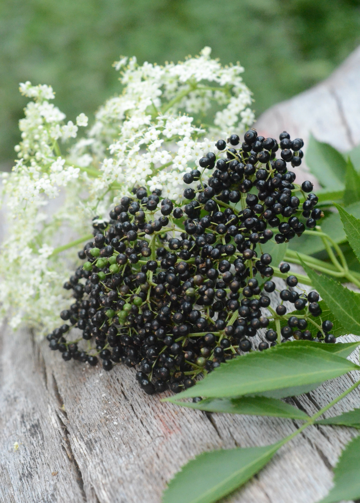 Florida native elderberry herb plant with elderflowers, showcased by Sow Exotic, featuring green foliage and flowering elderberries.