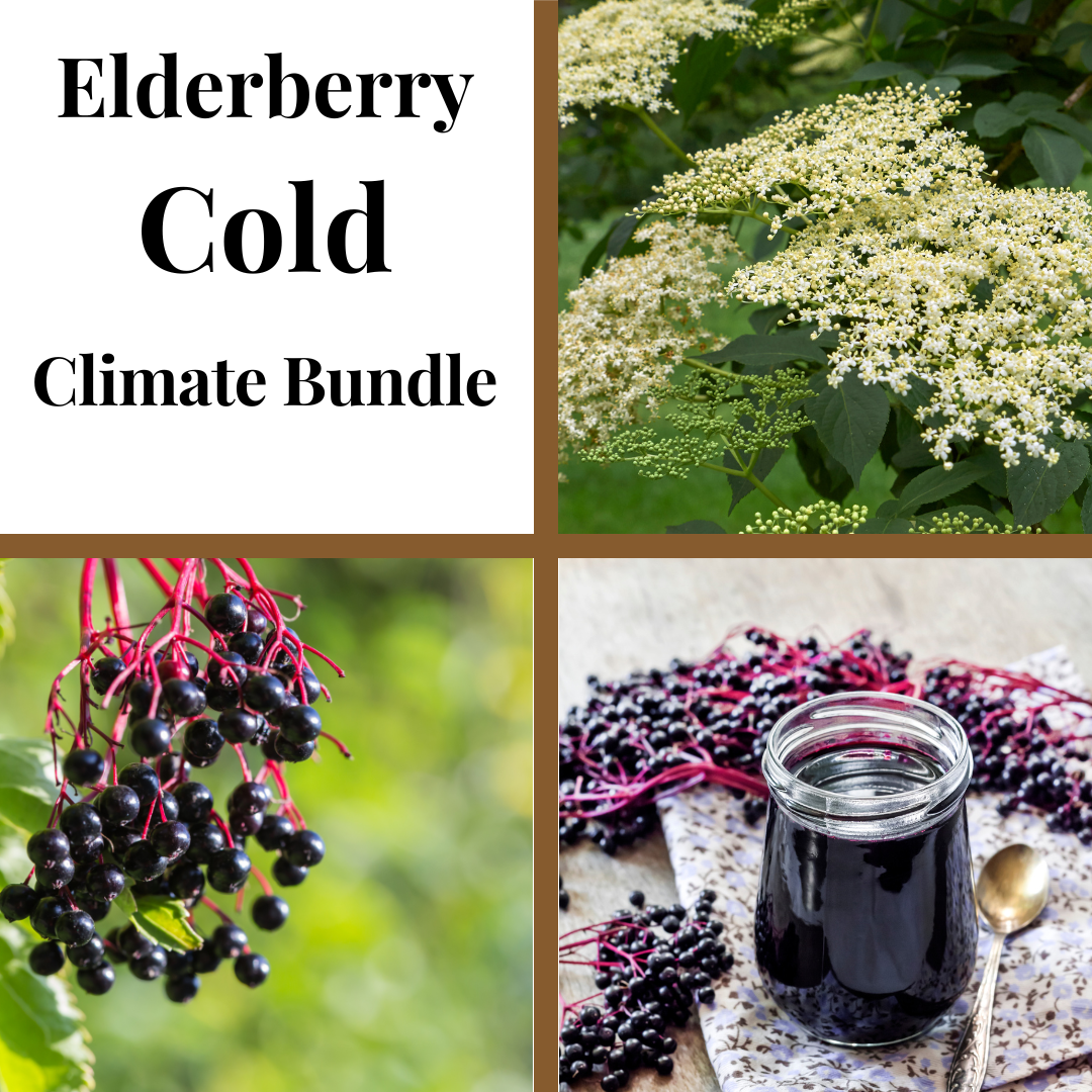 Cold climate elderberry bundle from The Farm On Central showing fresh elderberries in natural packaging.