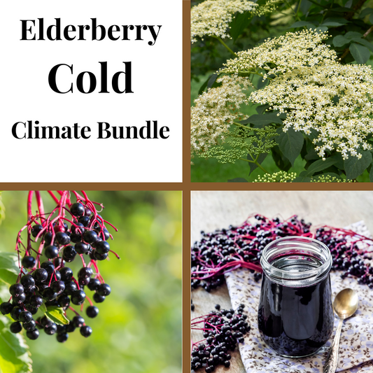 Cold climate elderberry bundle from The Farm On Central showing fresh elderberries in natural packaging.