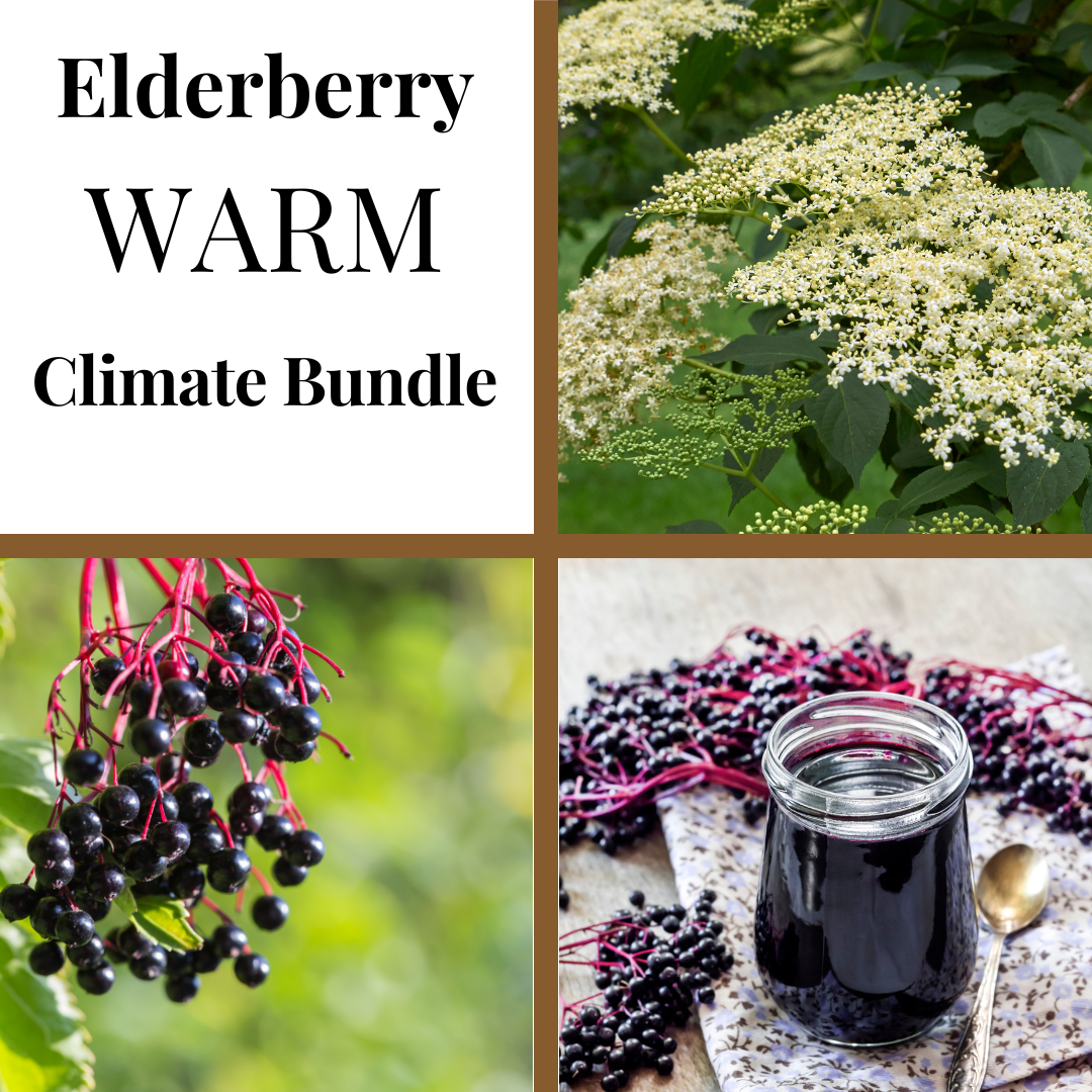 Warm Climate Elderberry Bundle from The Farm On Central featuring fresh elderberries and supporting herbs in a natural container.