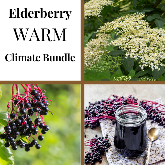 Warm Climate Elderberry Bundle from The Farm On Central featuring fresh elderberries and supporting herbs in a natural container.