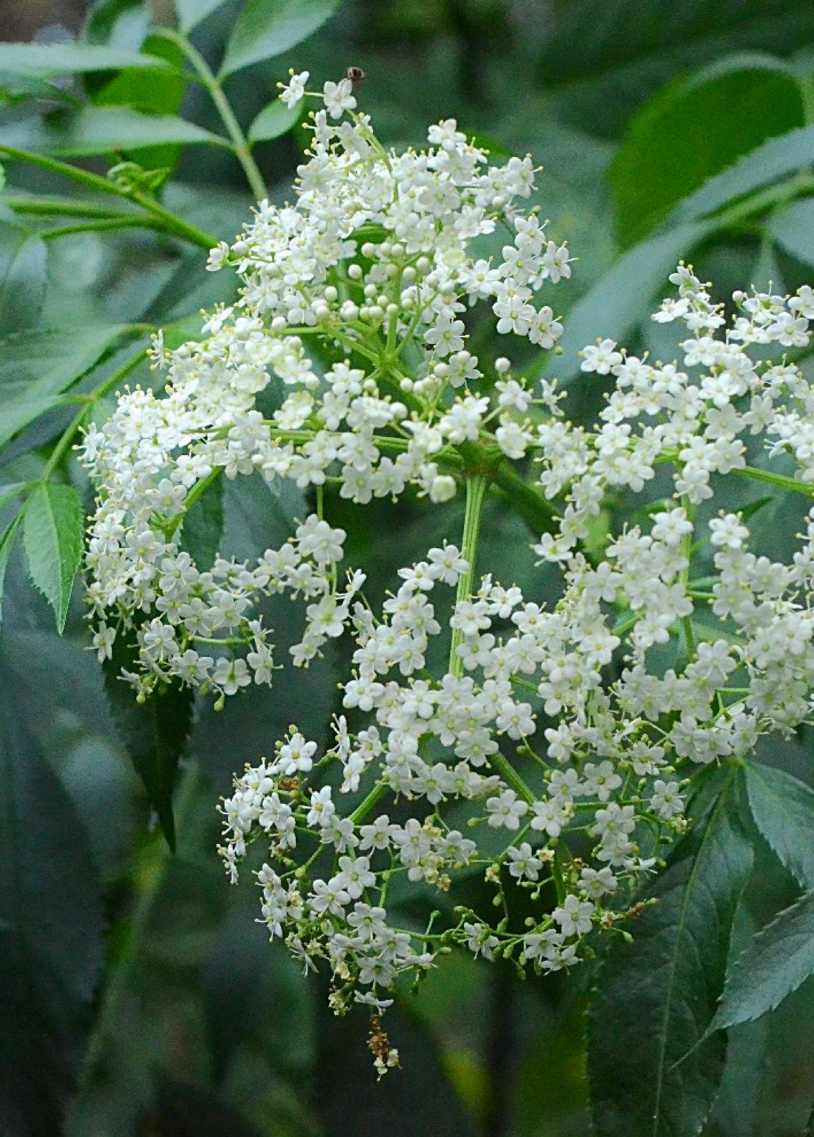 Fresh elderflower on the Florida native elderberry plant, Sambucus canadensis, shown with green leaves and clusters of white flowers.