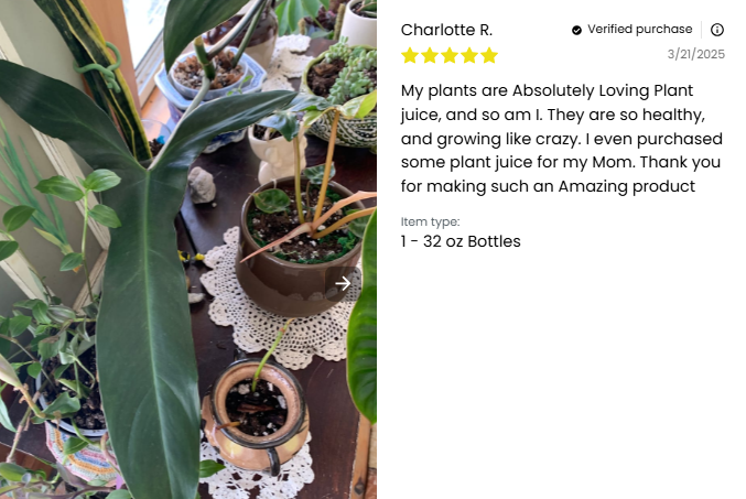 A variety of potted plants sit on a wooden table by the window, looking healthy and lush thanks to Elm Dirt’s Plant Juice organic plant food, as highlighted in a positive product review. Doilies surround the vibrant display.
