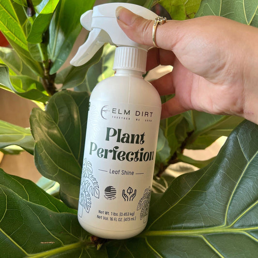 A hand holds a white spray bottle of Plant Perfection by Elm Dirt, a natural plant cleaner, in front of large green leaves. The Elm Dirt bottle features plant graphics, usage icons, and net weight details on its label.