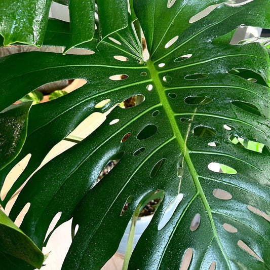 Close-up of a Monstera leaf with splits and holes, its glossy green texture and sunlit patterns enhanced by Plant Perfection by Elm Dirt, a gentle natural plant cleaner from Elm Dirt for added leaf shine.