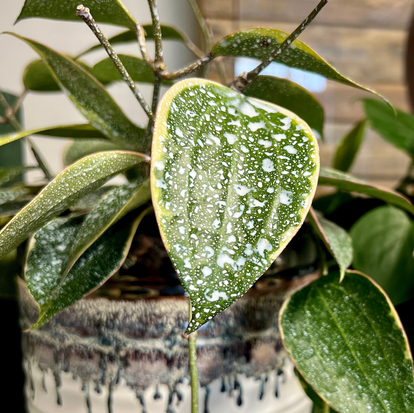 Elm Dirt Plant Perfection fertilizer in a 16 oz container, designed to promote healthy plant growth and vibrant foliage.