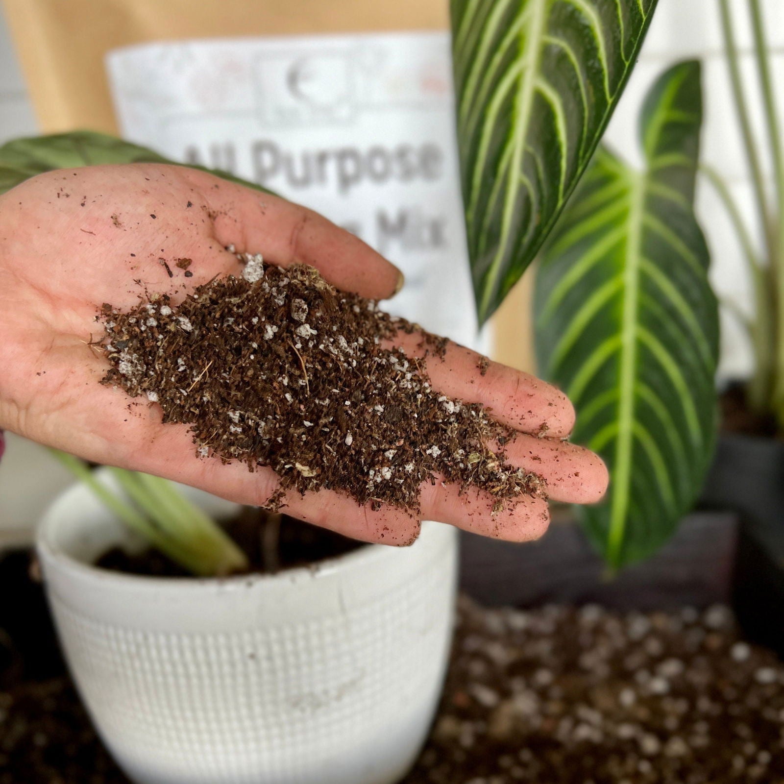 A hand holds organic potting soil above a white pot with a green plant. In the background, a brown Elm Dirt All-Purpose Soil Mix bag—ideal for enriching plants—appears partially out of focus.