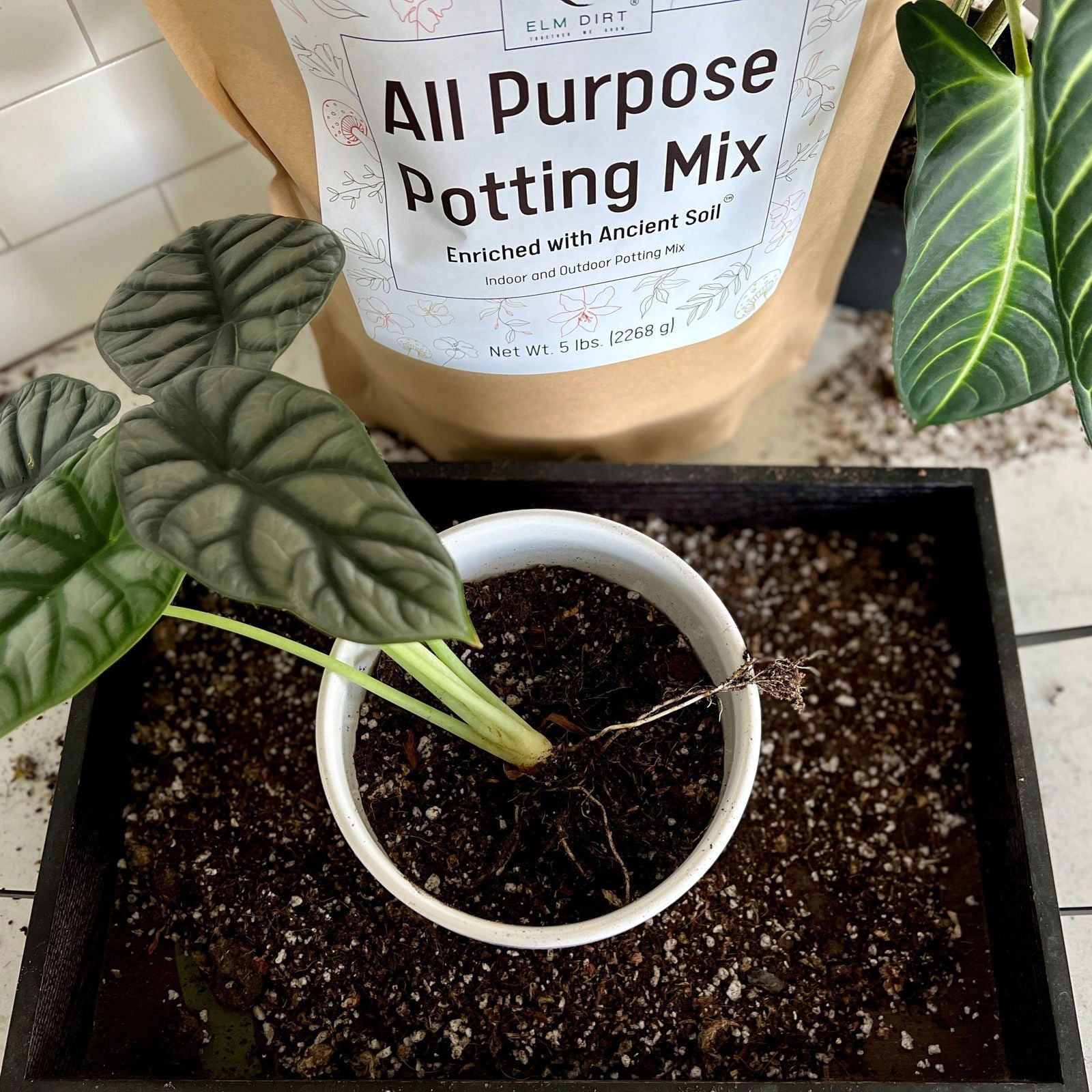 A potted plant with green, textured leaves sits in a white pot on a black tray with scattered soil. Behind it is a bag of All-Purpose Soil Mix by Elm Dirt, an ideal option for both indoor and outdoor gardening.