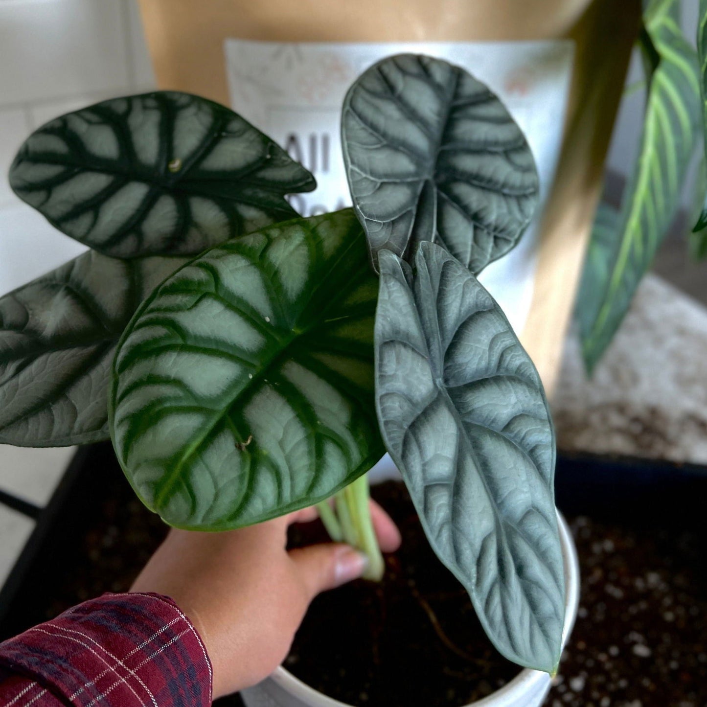 A hand holds a potted Alocasia with large, dark green leaves and silvery undersides. In the blurred background sits a tan bag of All-Purpose Soil Mix by Elm Dirt, along with some loose soil.