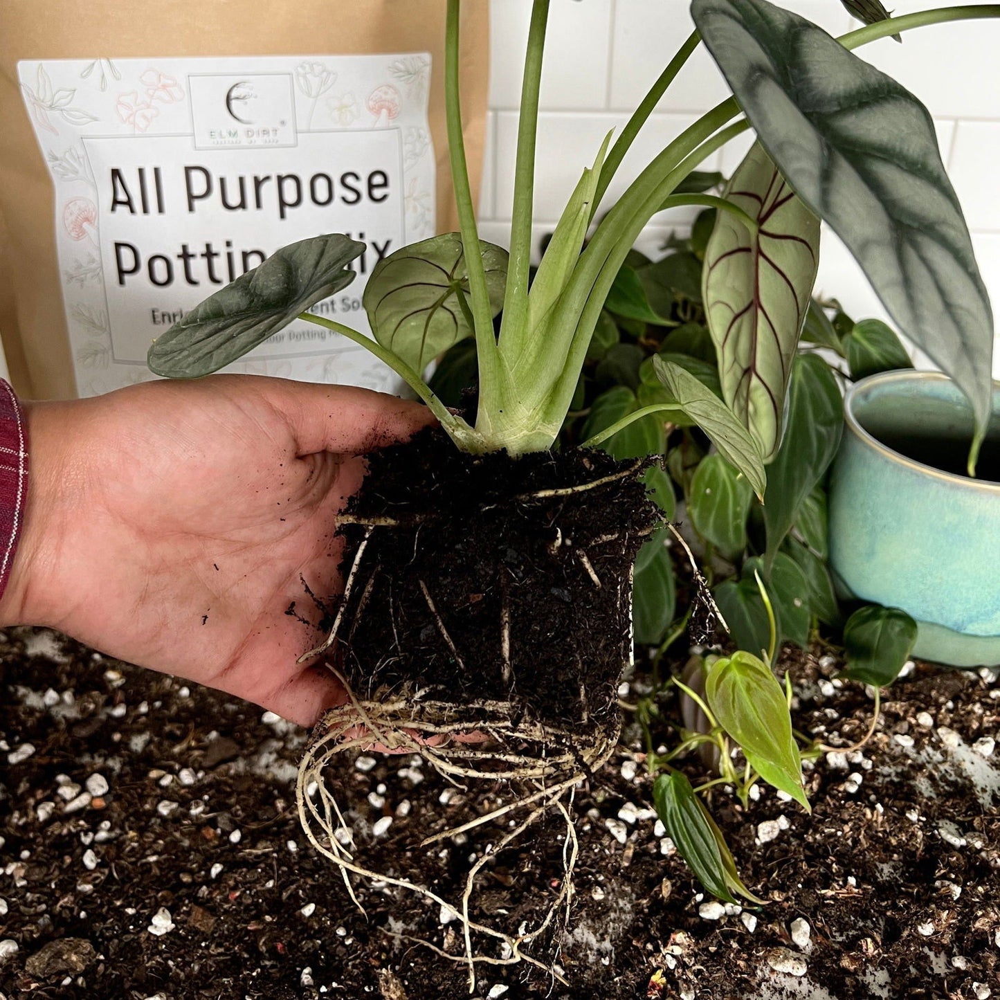 A hand holds a plant with exposed roots and soil, ready for repotting. In the background, an All-Purpose Soil Mix by Elm Dirt bag and a green mug with a plant highlight the use of Elm Dirt's premium organic potting mix.