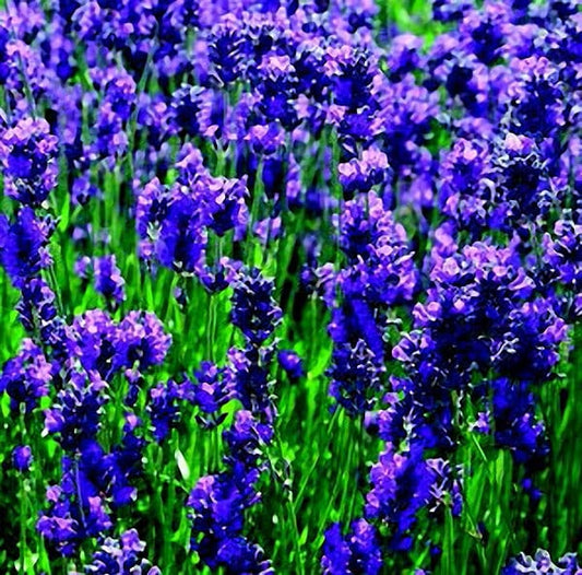 Lavender Seeds, English - Blessings Grow Meadows