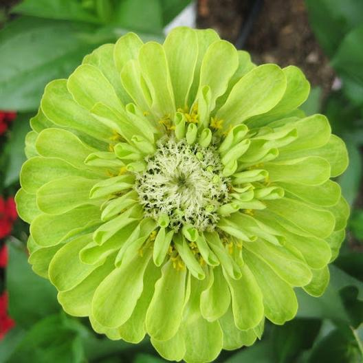 Envy (Lime Green) Zinnia - Blessings Grow Meadows