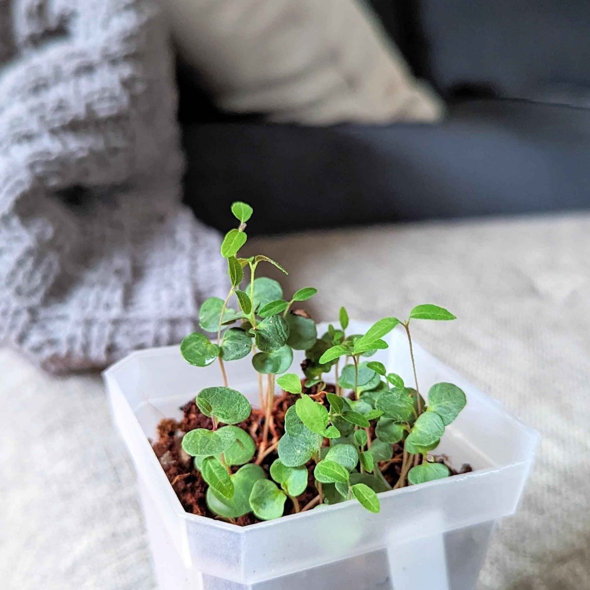 Eucalyptus Citriodora 'Lemon Eucalyptus' houseplant seeds shown in small seed packet with label.