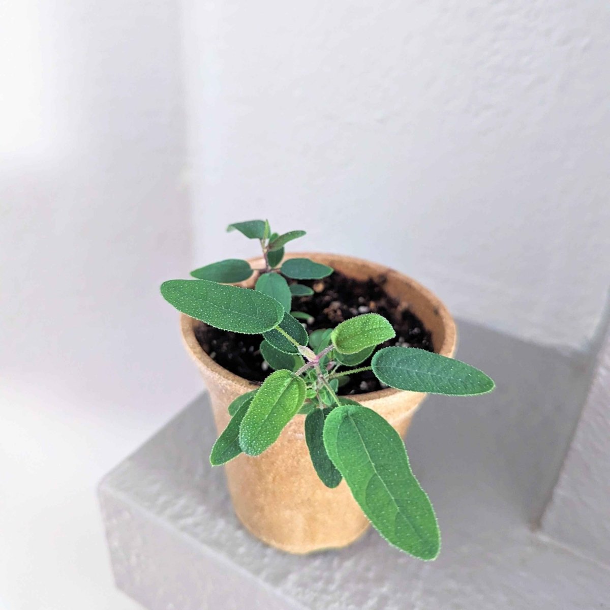 Eucalyptus Citriodora 'Lemon Eucalyptus' houseplant seeds in a packet, ready for planting, with green seed details visible.