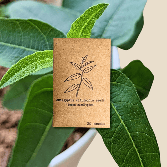 Eucalyptus Citriodora 'Lemon Eucalyptus' houseplant seeds in small packets, ready for planting and growing.