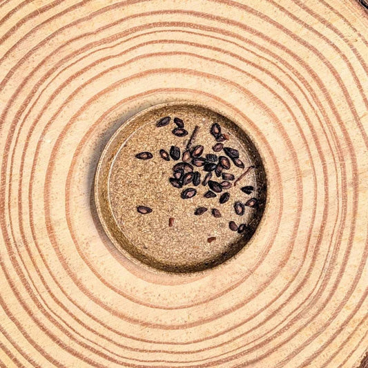 Eucalyptus Citriodora 'Lemon Eucalyptus' houseplant seeds shown in small packet, with seeds and plant illustration.
