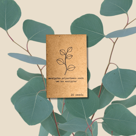 Eucalyptus Polyanthemos 'Red Box' houseplant seeds from Plantflix, shown in a clear image with seed packaging and plant illustration.