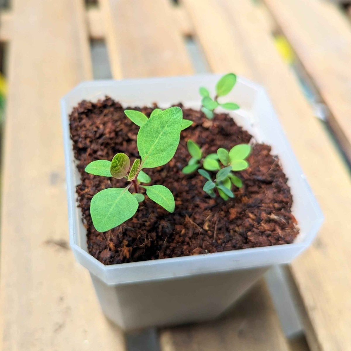 Eucalyptus Polyanthemos 'Red Box' houseplant seeds from Plantflix, showing small seed packets with green and silver leaves.