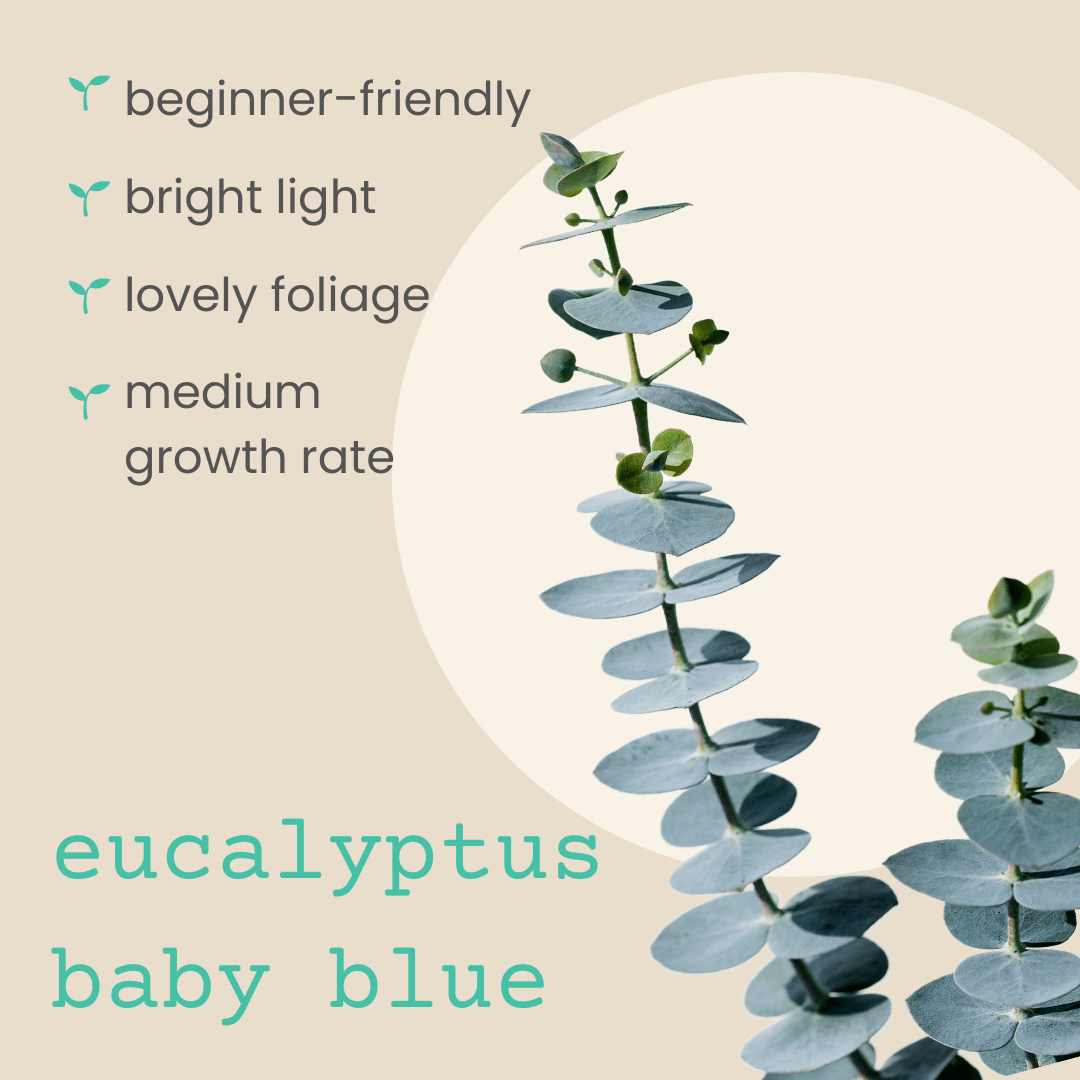 Eucalyptus Pulverulenta 'Baby Blue' houseplant seeds with small blue-green leaves, ideal for indoor planting and gardening.