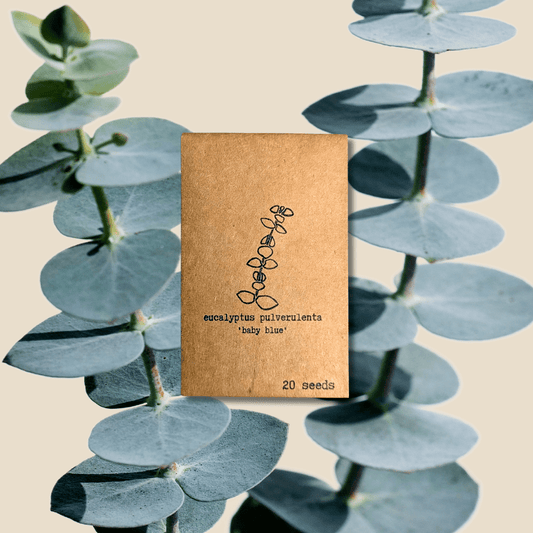 Eucalyptus Pulverulenta 'Baby Blue' houseplant seeds in small packets, ready for planting by Plantflix.