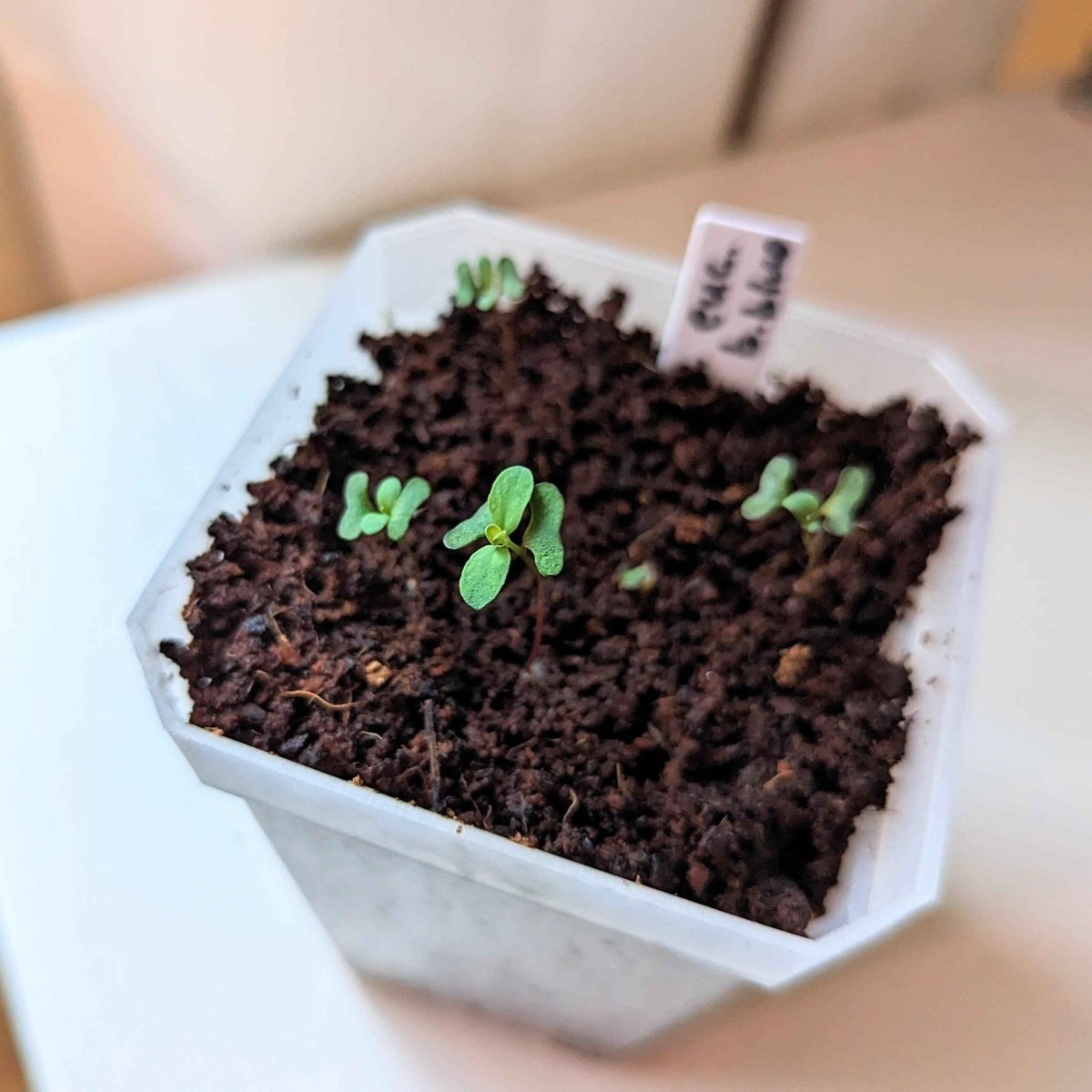 Eucalyptus Pulverulenta 'Baby Blue' houseplant seeds shown in small packets, ready for planting to grow this blue-leaved eucalyptus variety.