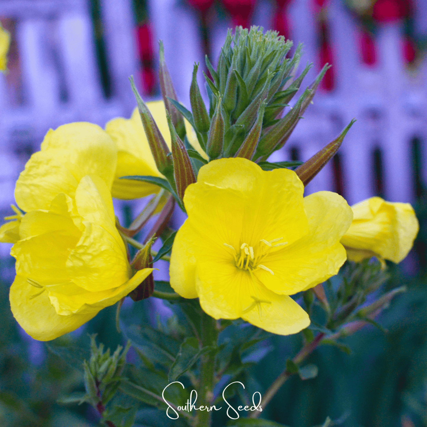Pair of Evening Primrose seeds from Southern Seeds, showing 100 small, brown seed grains for planting and garden growth.