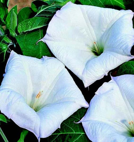 Evening Fragrance Angels Trumpet Seeds - Blessings Grow Meadows