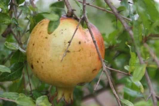 Everglades Farm Azadi Pomegranate Tree, 1-2 feet tall in a 1-gallon pot, with lush green leaves and developing fruit.