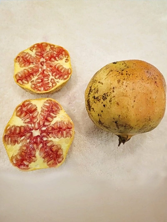 Everglades Farm Azadi Pomegranate Tree, 1-2 feet tall, 1-gallon size, healthy pomegranate tree ready for planting.