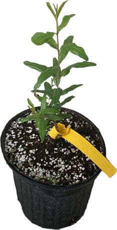 Everglades Farm Azadi Pomegranate Tree, 1-2 feet tall, 1-gallon size, healthy young pomegranate tree in a nursery pot.
