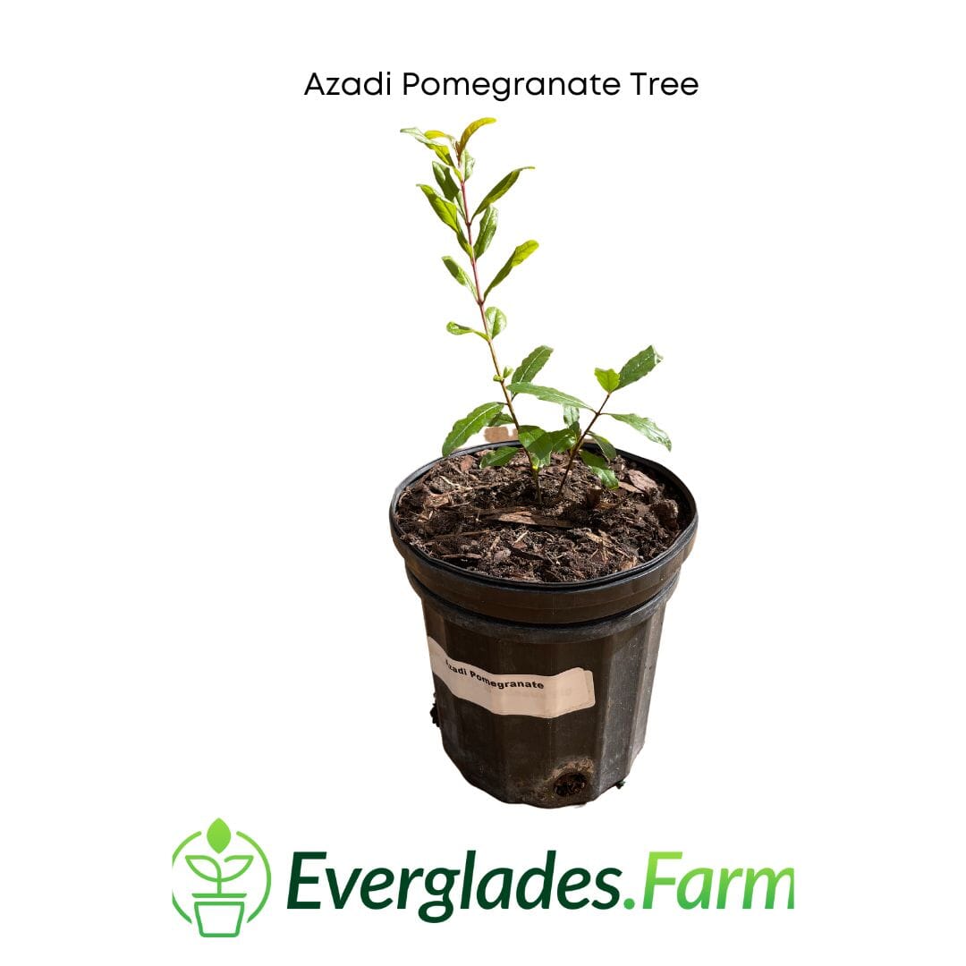 Everglades Farm Azadi Pomegranate Tree, 1-2 feet tall, 1-gallon size, healthy pomegranate tree ready for planting