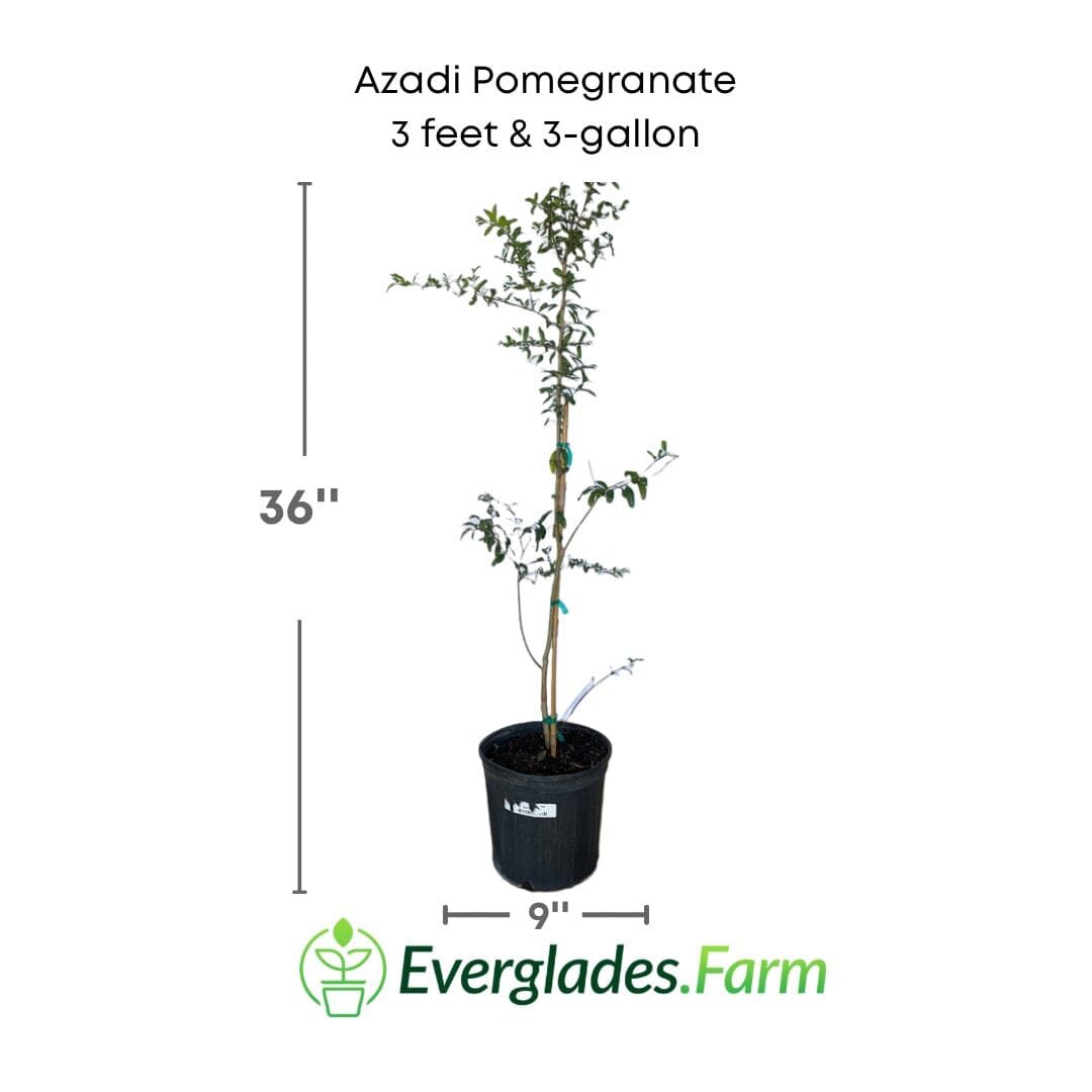 Everglades Farm Azadi Pomegranate Tree, 1-2 feet tall in a 1-gallon container, healthy and ready for planting.