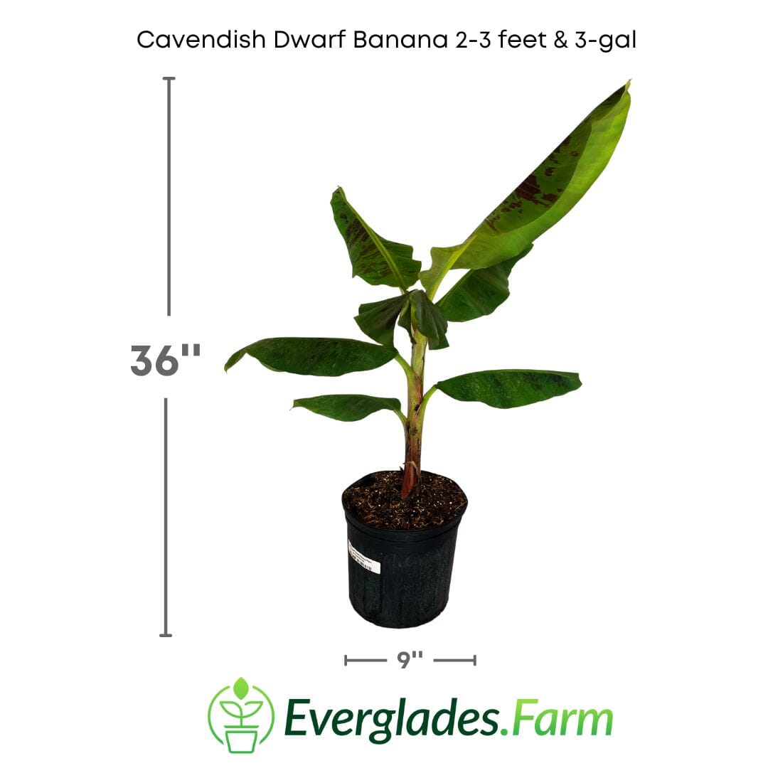 Dwarf Cavendish banana plant from Everglades Farm, 1-2 feet tall in a 1-gallon pot, with lush green banana leaves.
