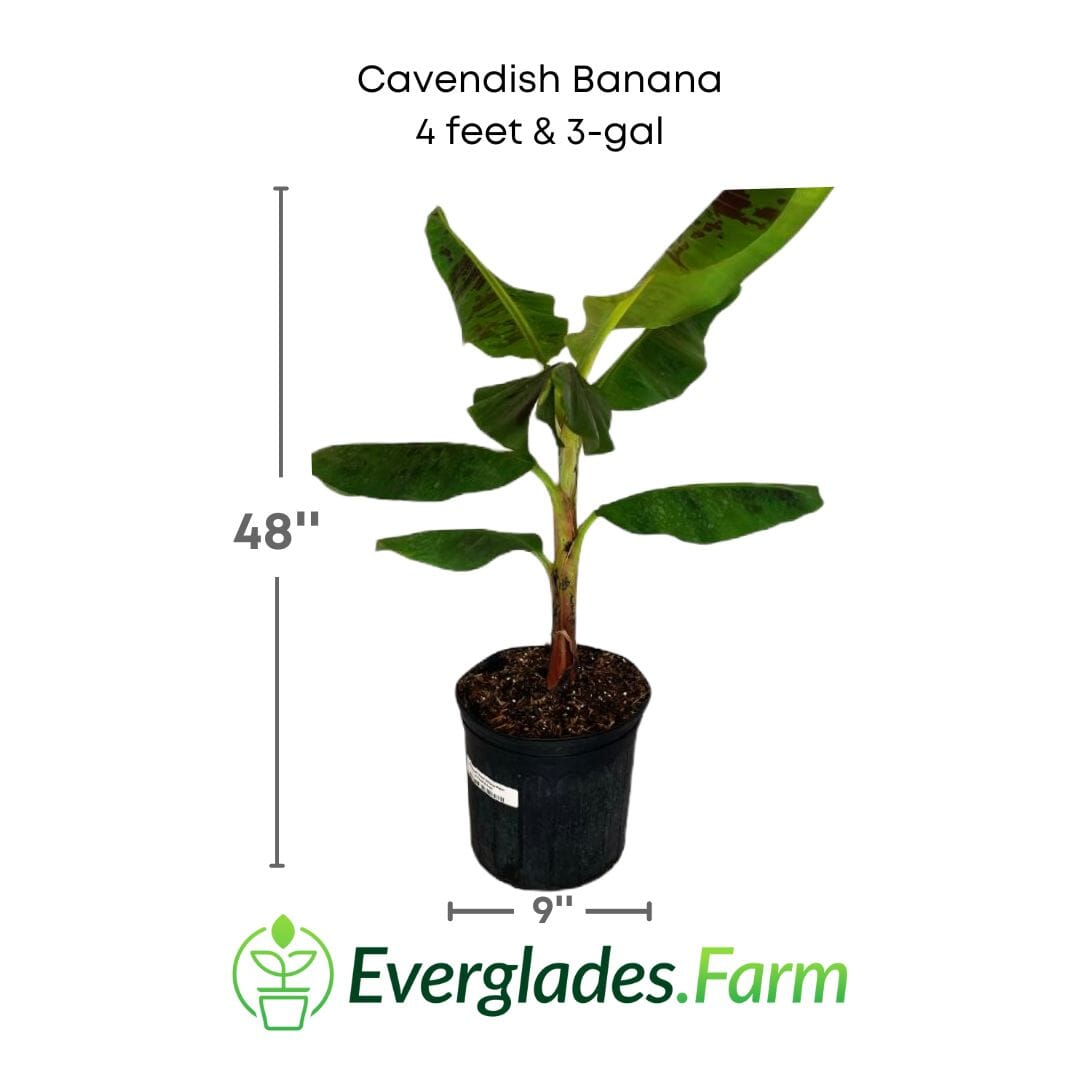 Dwarf Cavendish banana plant from Everglades Farm, 1-2 feet tall in a 1-gallon pot, with lush green leaves.