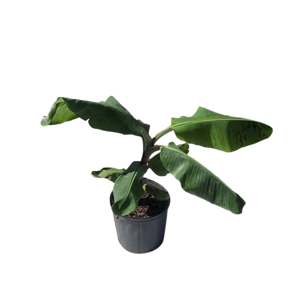 Double Mahoi Dwarf Banana Plant from Everglades Farm, 1-2 feet tall, in a 1-gallon pot, showcasing lush green foliage.