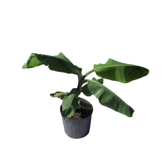 Double Mahoi Dwarf Banana Plant from Everglades Farm, 1-2 feet tall, in a 1-gallon pot, showcasing lush green foliage.