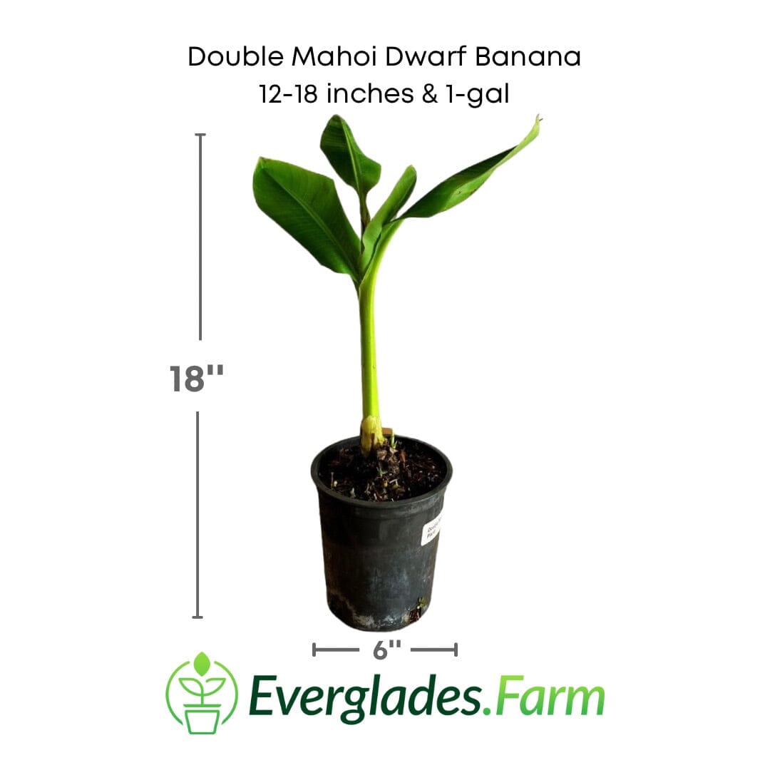 Double Mahoi Dwarf Banana Plant by Everglades Farm, 1-2 feet tall in a 1-gallon pot, showcasing lush green foliage.