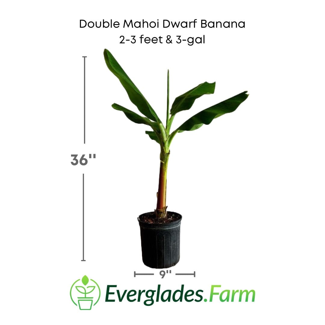 Double Mahoi Dwarf Banana Plant from Everglades Farm, 1-2 feet tall in 1-gallon pot, with lush green leaves and compact growth.