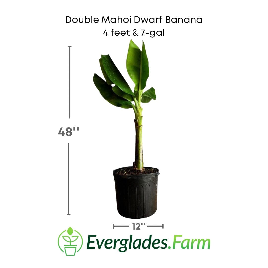 Double Mahoi Dwarf Banana Plant from Everglades Farm, 1-2 feet tall in a 1-gallon container, showcasing lush green foliage.