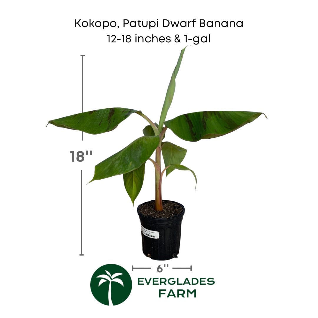 Everglades Farm Kokopo Patupi Dwarf Banana Plant, 1-2 feet tall in a 1-gallon container, showcasing lush green foliage.