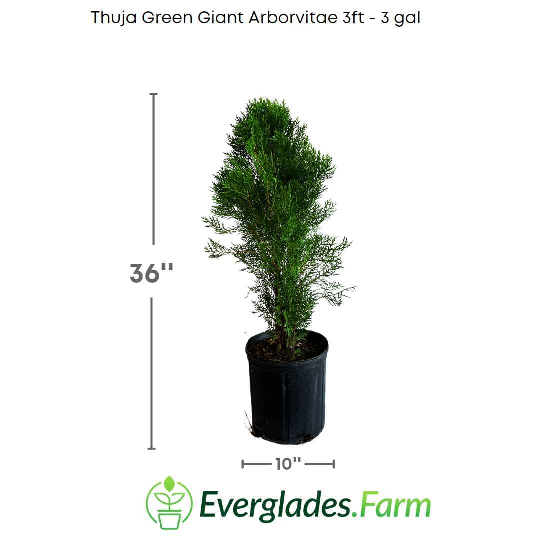 Small 1-gallon Thuja Green Giant Arborvitae by Everglades Farm, showcasing dense green foliage and healthy growth.
