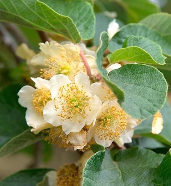 Everglades Farm Tomuri Fuzzy Kiwi Vine male pollinator plant in 1-gallon pot, showcasing its fuzzy, vine-like foliage.