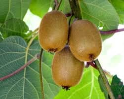 Female Vincent Fuzzy Kiwi Vine from Everglades Farm, 1-gallon size, showing lush green foliage and developing fruit.