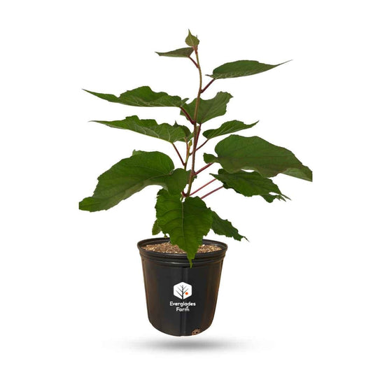 Everglades Farm Vincent Fuzzy Kiwi Vine, female fruiting plant in 1-gallon container, with green fuzzy leaves and developing kiwi fruit