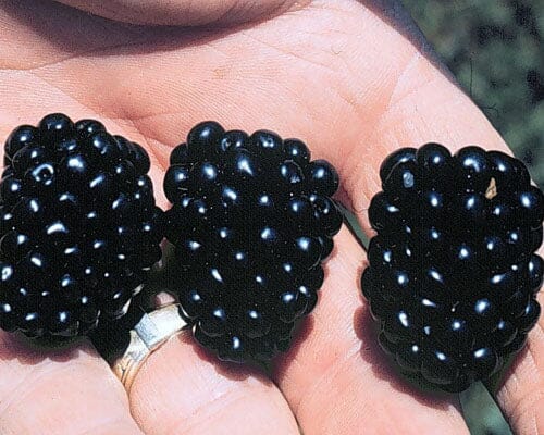 Everglades Farm Apache Blackberry plant, 12-18 inches, 1-gallon, summer-bearing, thornless blackberry shrub in pot