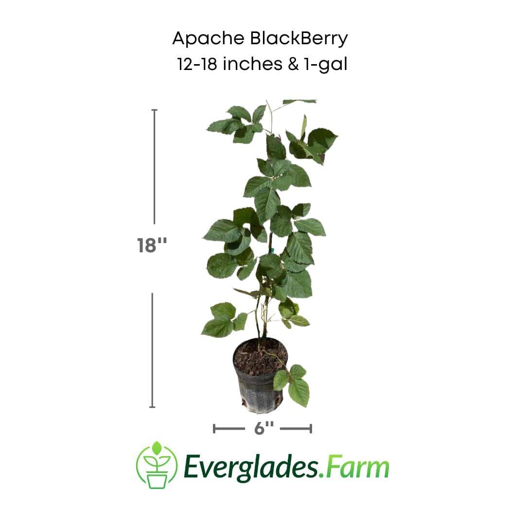 Everglades Farm Apache Blackberry plant, summer-bearing, thornless, 12-18 inch, 1-gallon potted plant ready for planting.