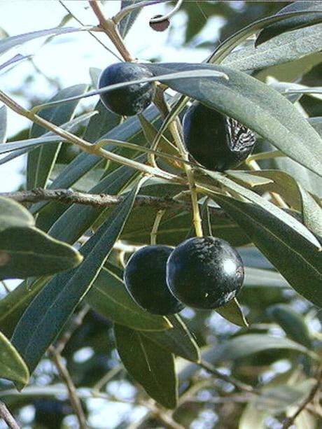 Arbequina Olive Tree, Semi-Dwarf - Blessings Grow Meadows
