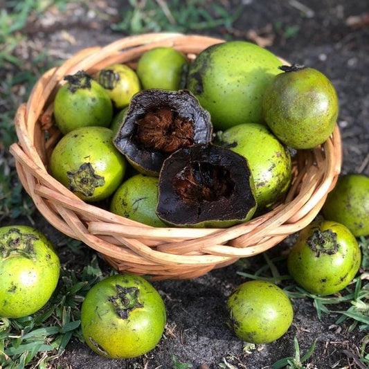 Black Sapote Reineke [Merida] Grafted Tree - Blessings Grow Meadows